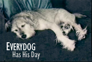 Everydog Has His Day