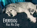 Everydog Has His Day with sleeping dog