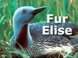 Fur Elise with pictue of a loon